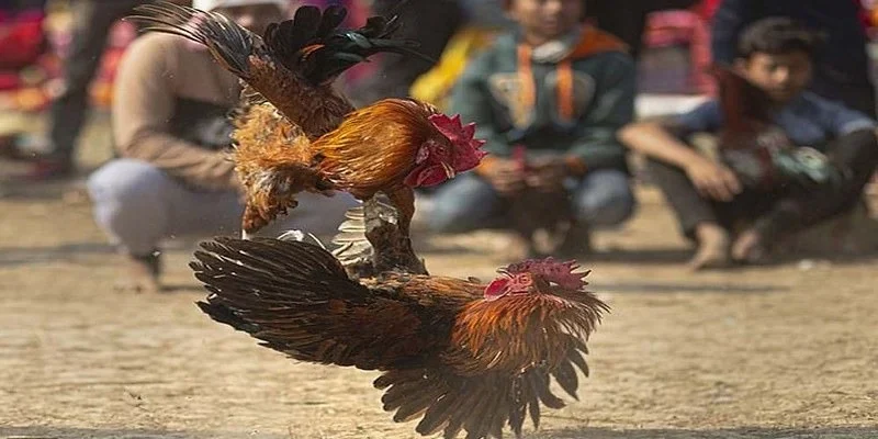 Giới thiệu thông tin cơ bản về màu mạng gà đá là gì?